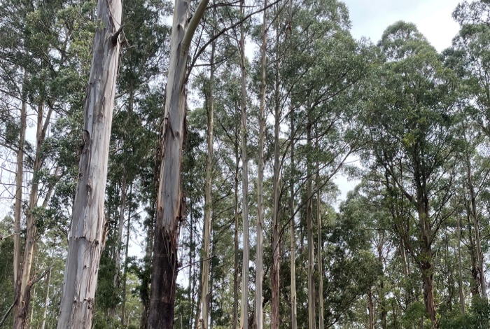 <p>This animal is found in the eucalyptus forests of eastern Australia</p>