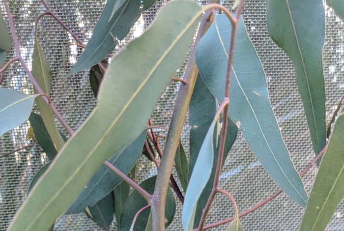 <p>It primarily eats eucalyptus leaves, which are toxic to most other animals</p>