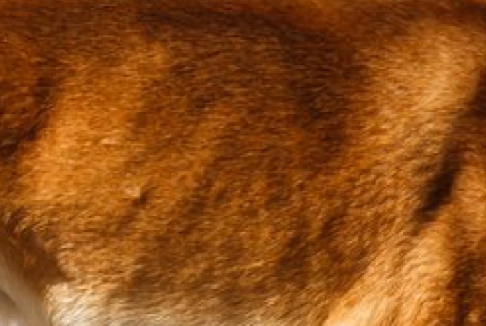 <p>It has a distinctive sandy or reddish-brown coat</p>