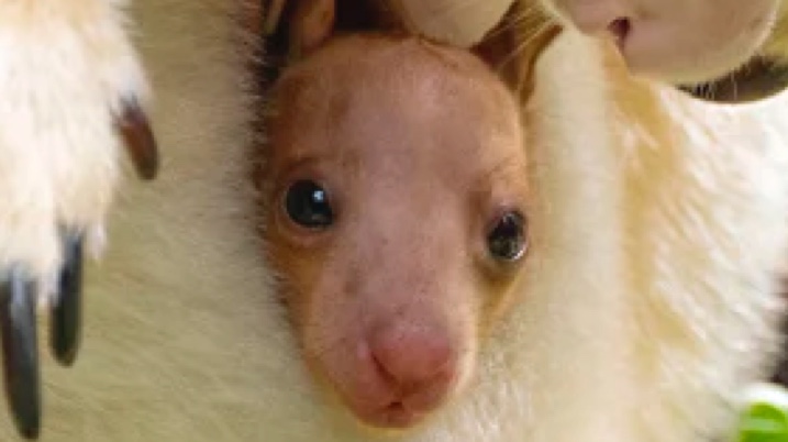 <p>Females carry their babies (joeys) in a pouch</p>