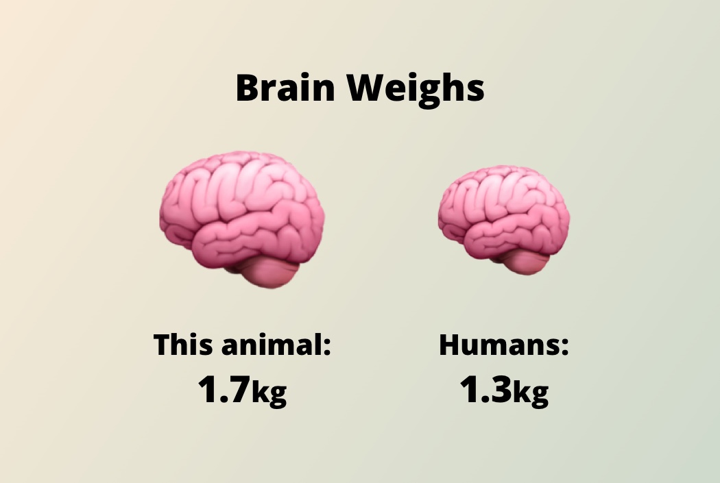 <p>Having brains larger than humans, these animals can even recognize themselves in mirrors</p>